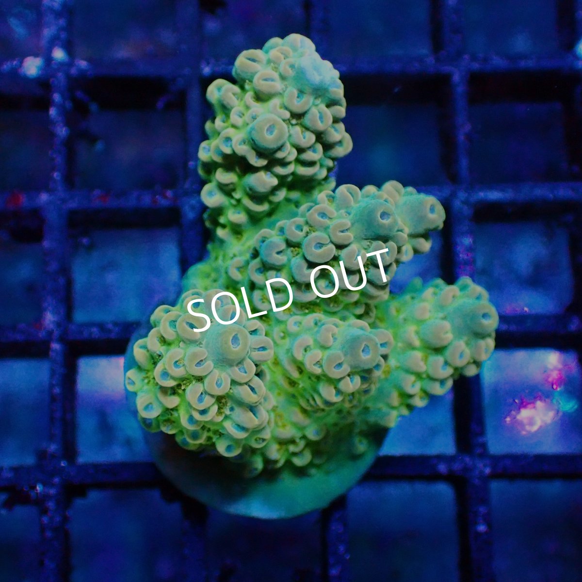 画像1: ■SALE■   Acropora sp. Frag (1)