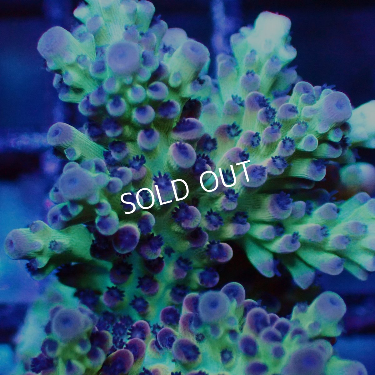 画像2: ■SALE■   Acropora Frag sp. (2)