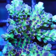 画像2: ■SALE■   Acropora Frag sp. (2)