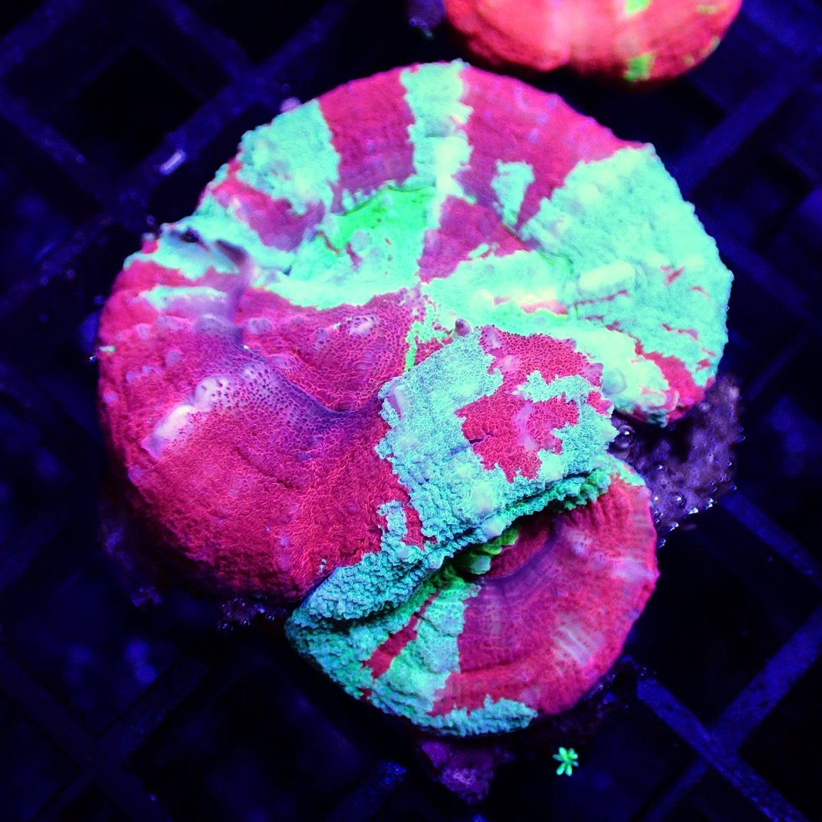 画像1: ■SALE■ Coral Focus Scolymia UNUSUAL RARE No.2 (1)