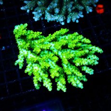 画像1: ■SALE■ Coral Focus Acropora sp. No.116 (1)