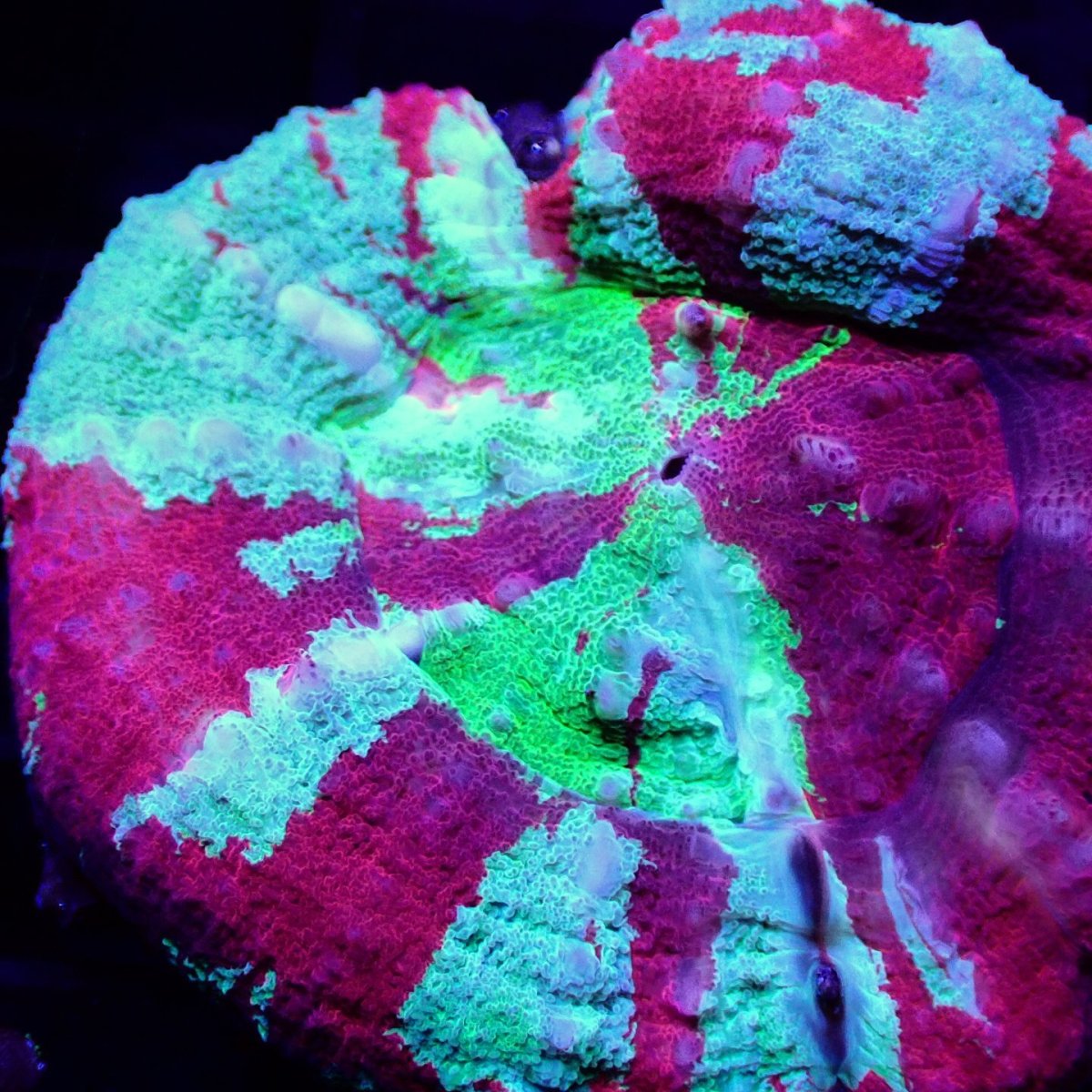 画像2: ■SALE■ Coral Focus Scolymia UNUSUAL RARE No.2 (2)