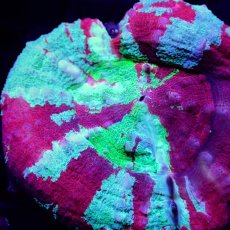 画像2: ■SALE■ Coral Focus Scolymia UNUSUAL RARE No.2 (2)
