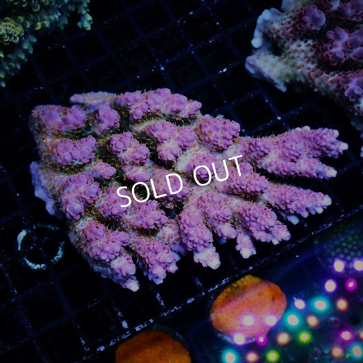 画像1: ■SALE■Coral Focus Acropora sp. No.125 (1)