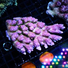 画像1: ■SALE■Coral Focus Acropora sp. No.125 (1)