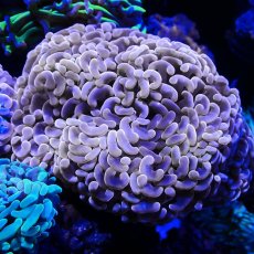 画像1: ■SALE■Coral Focus Hammer-Orange Gold (1)