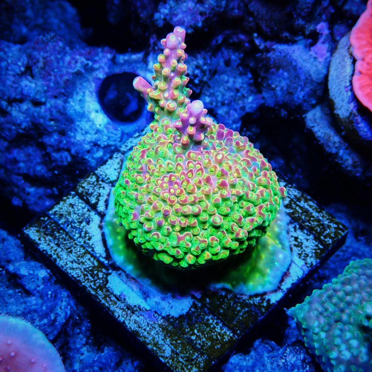 画像1: CE Acro Pink Paletta (1)