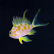 画像3: マダラハナダイ (3)