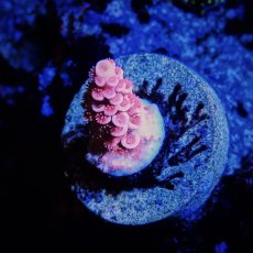 画像1: ■SALE■ CE Acro Cherry Bomb (1)