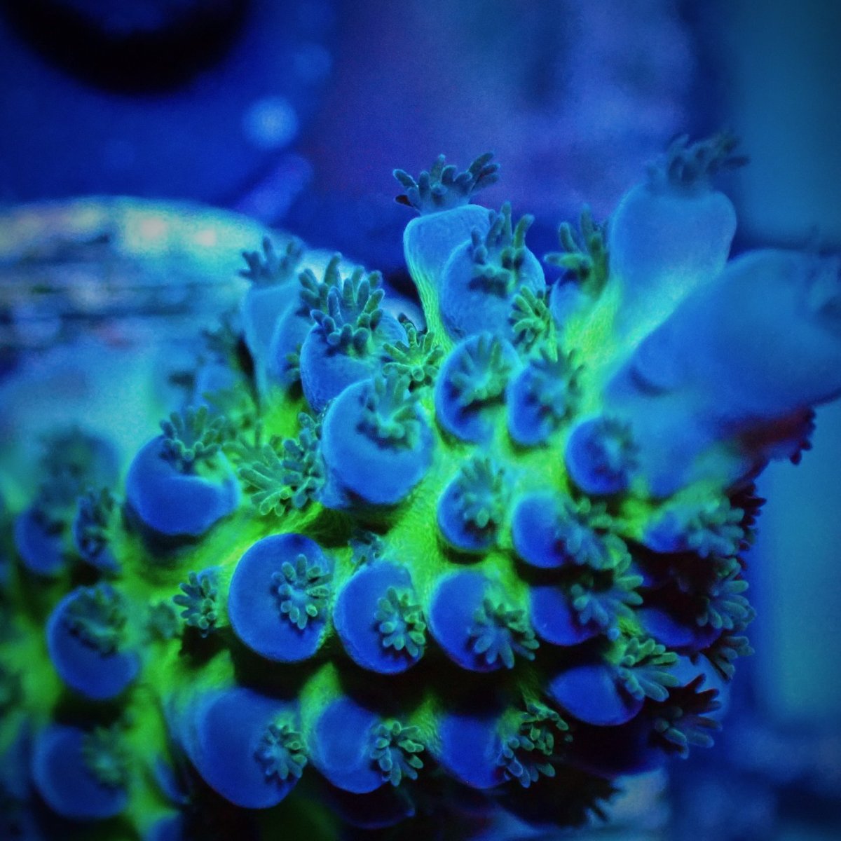 画像2: CE Acro Tortuosa No.2 (2)