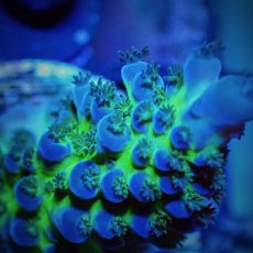 画像2: CE Acro Tortuosa No.2 (2)