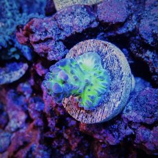 画像1: ■SALE■N's Acro Tortuosa No.2 (1)