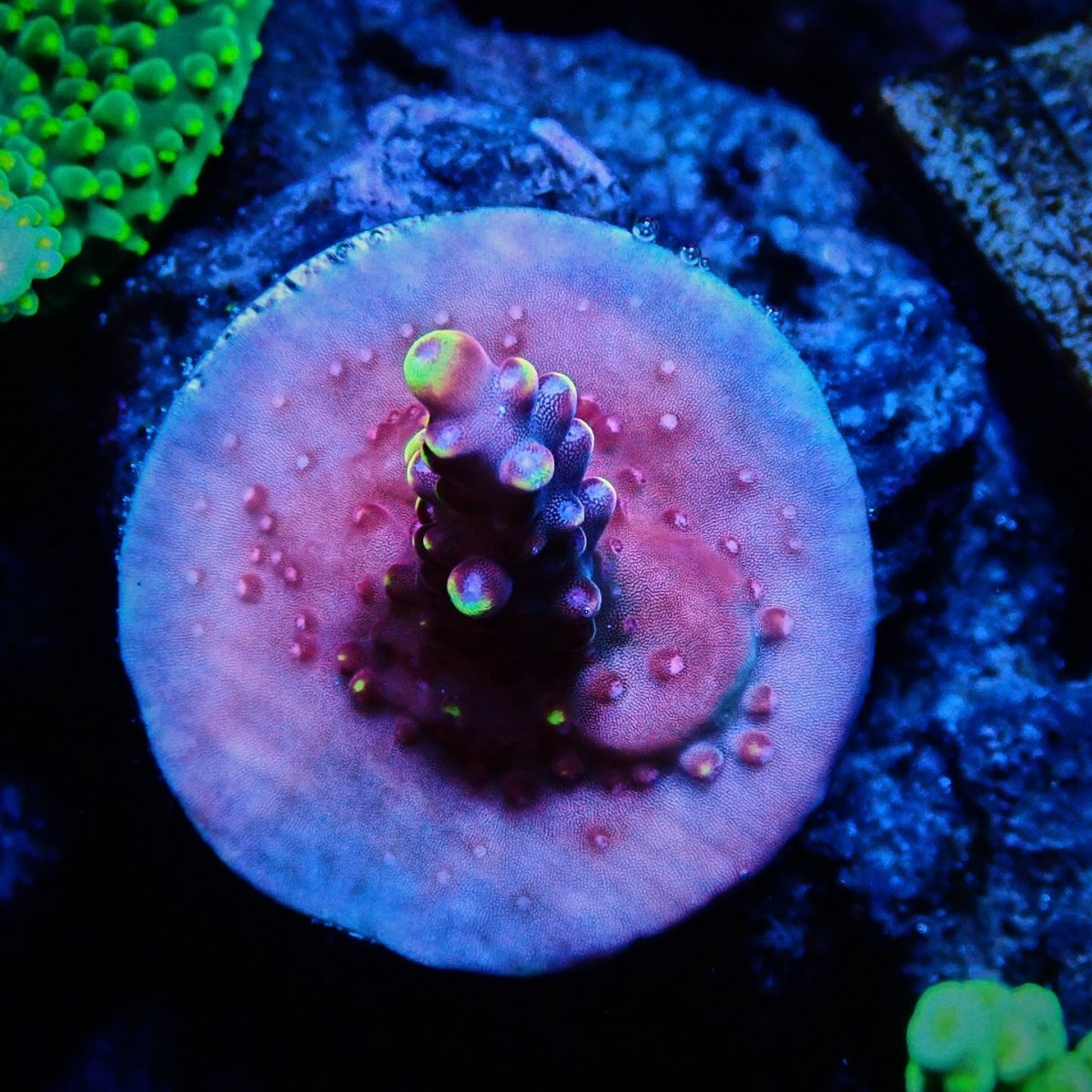 画像3: CE Acro Fox Flame (3)
