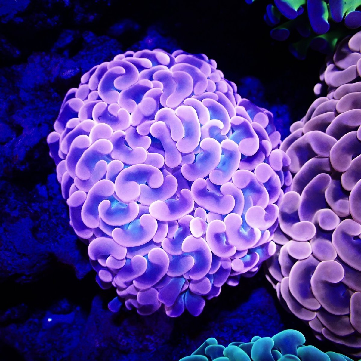 画像1: ■SALE■Coral Focus Hammer-Pink Gold (1)
