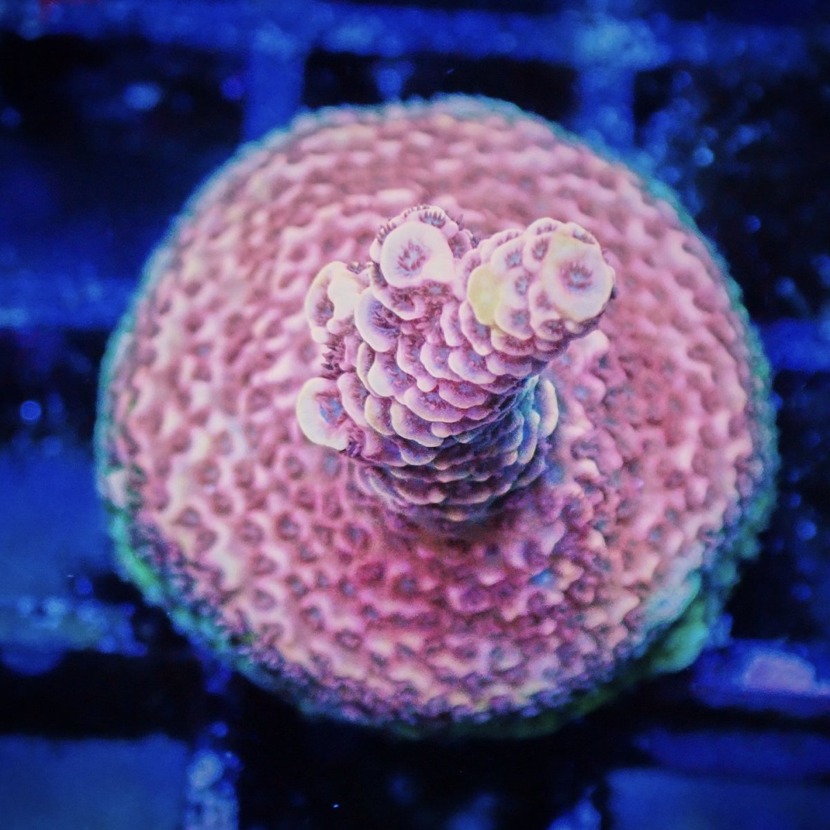 画像1: CE Acro Mille Purple (1)