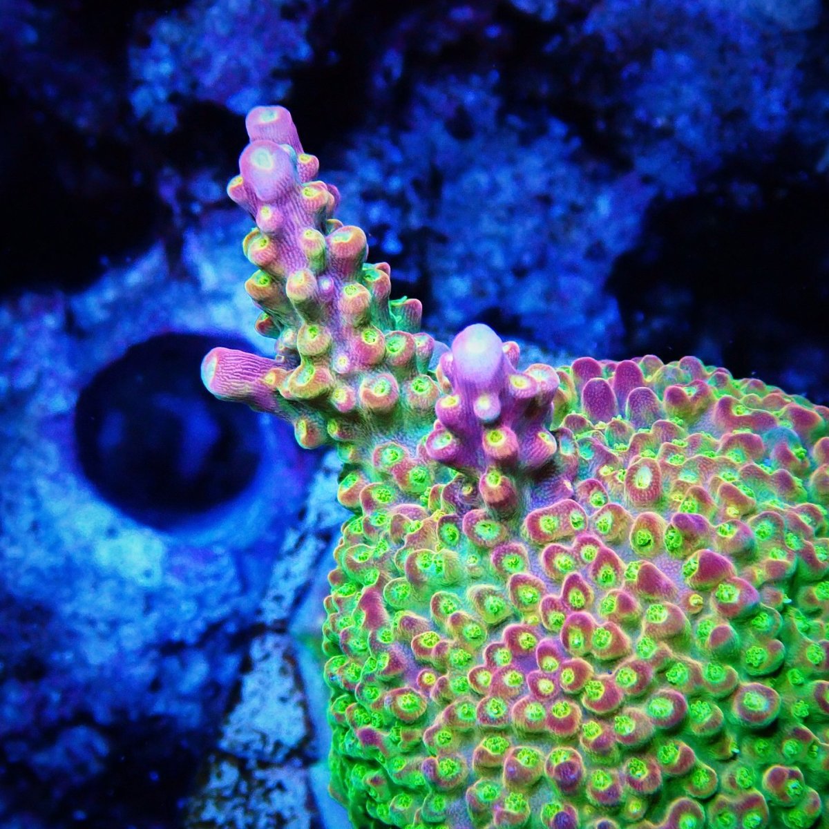 画像2: CE Acro Pink Paletta (2)