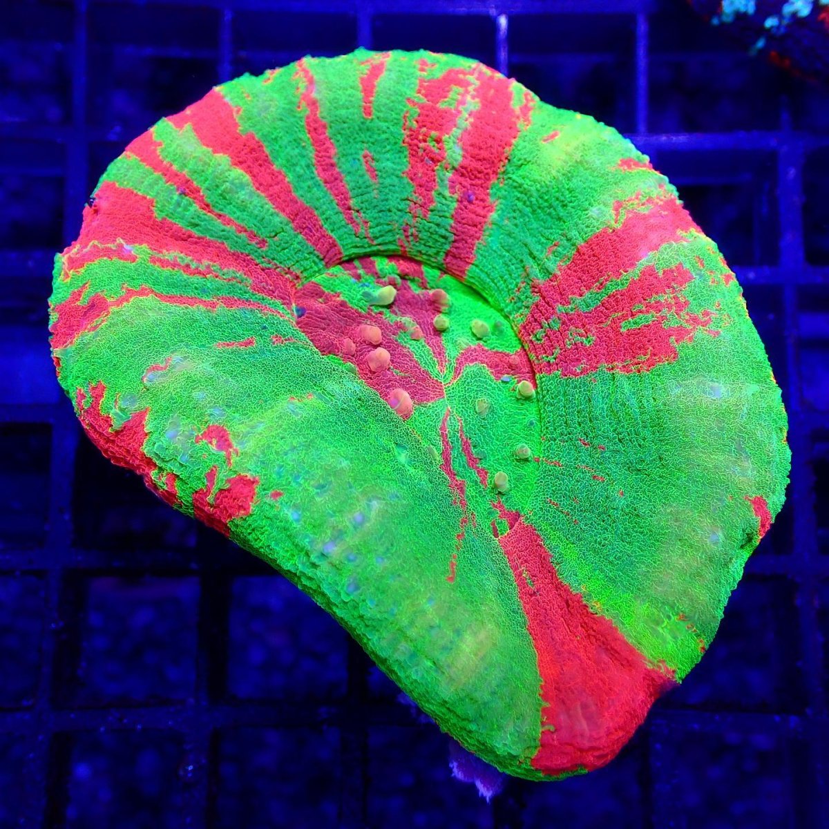 画像1: ■SALE■ Coral Focus Scolymia  Bleeding Apple No.3 (1)