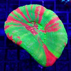 画像1: ■SALE■ Coral Focus Scolymia  Bleeding Apple No.3 (1)