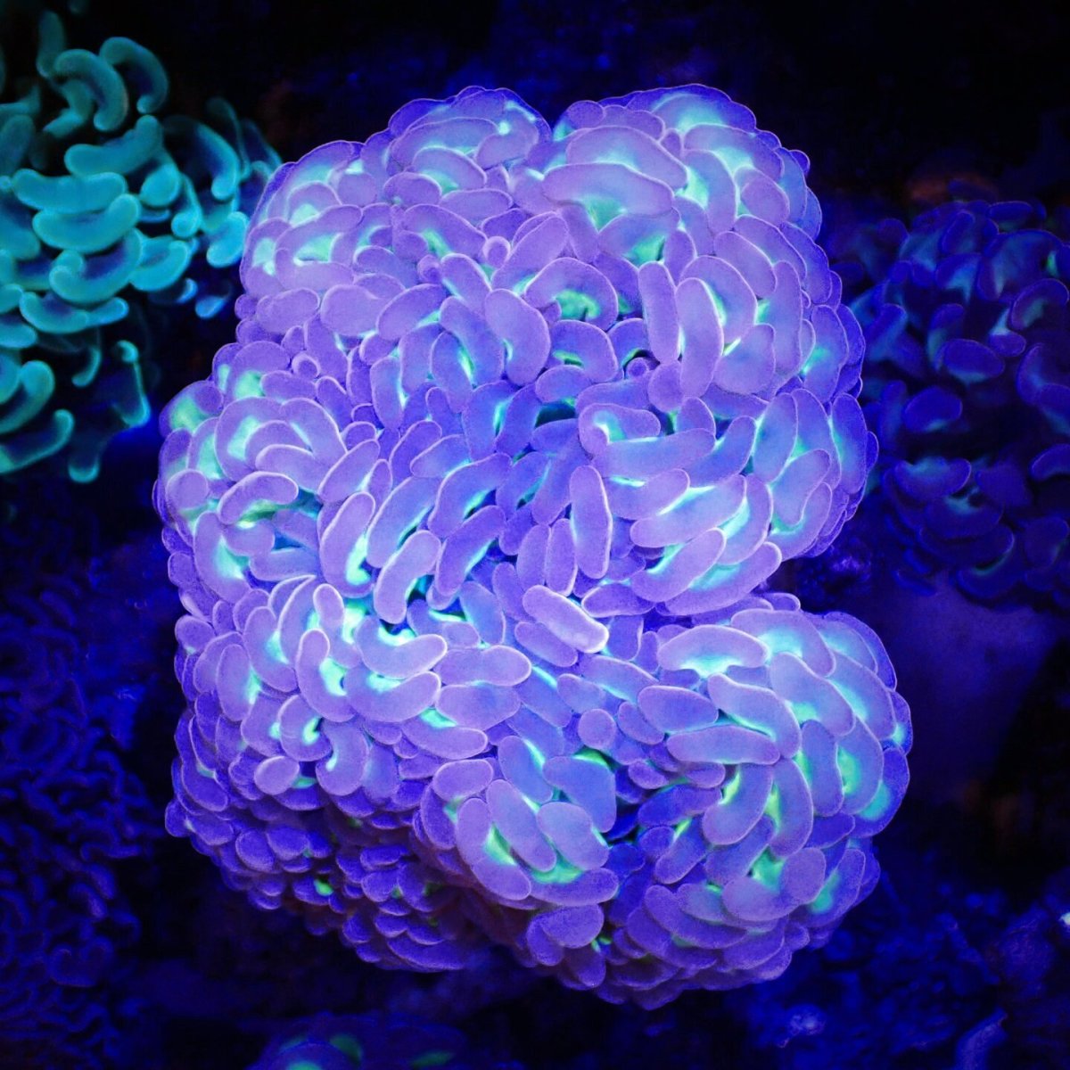 画像1: ■SALE■Coral Focus Hammer-Two Tone Green (1)