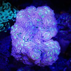 画像1: ■SALE■Coral Focus Hammer-Two Tone Green (1)