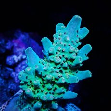 画像2: ■SALE■N's Acropora Frag sp. (2)