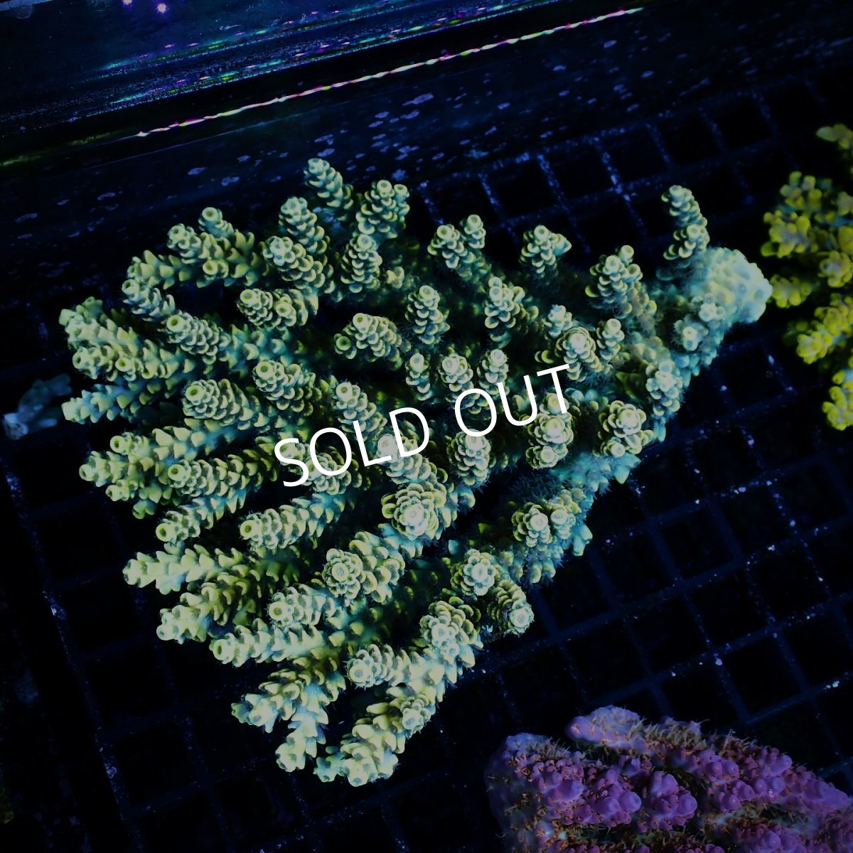 画像1: ■SALE■ Coral Focus Acropora sp. No.118 (1)