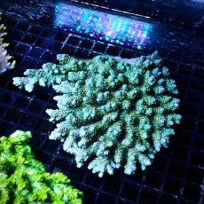 画像1: ■SALE■ Coral Focus Acropora sp. No.120 (1)
