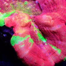 画像2: ■SALE■Coral Focus Scolymia UNUSUAL RARE No.1 (2)