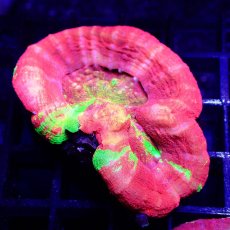 画像1: ■SALE■Coral Focus Scolymia UNUSUAL RARE No.1 (1)