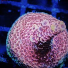 画像2: CE Acro Mille Purple (2)