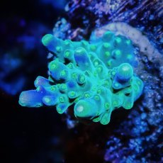 画像2: ■SALE■CE Acro   Violet Crumble No.3 (2)