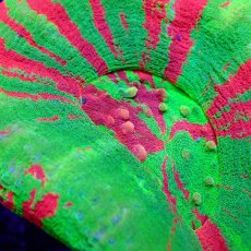 画像2: ■SALE■ Coral Focus Scolymia  Bleeding Apple No.3 (2)