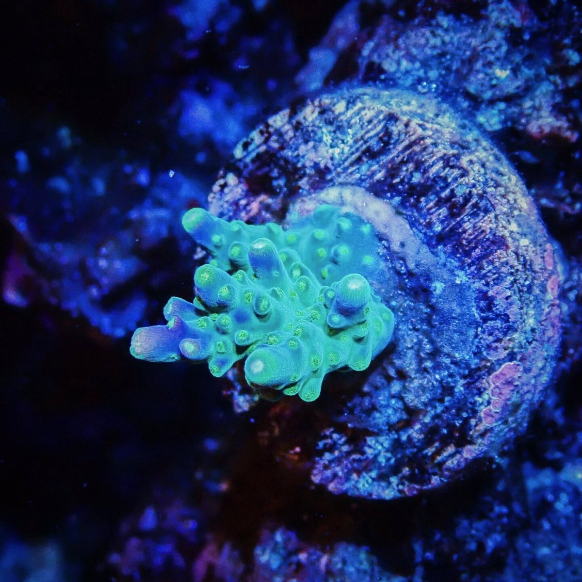 画像1: ■SALE■CE Acro   Violet Crumble No.3 (1)