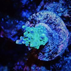 画像1: ■SALE■CE Acro   Violet Crumble No.3 (1)