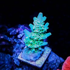 画像1: ■SALE■N's Acropora Frag sp. (1)