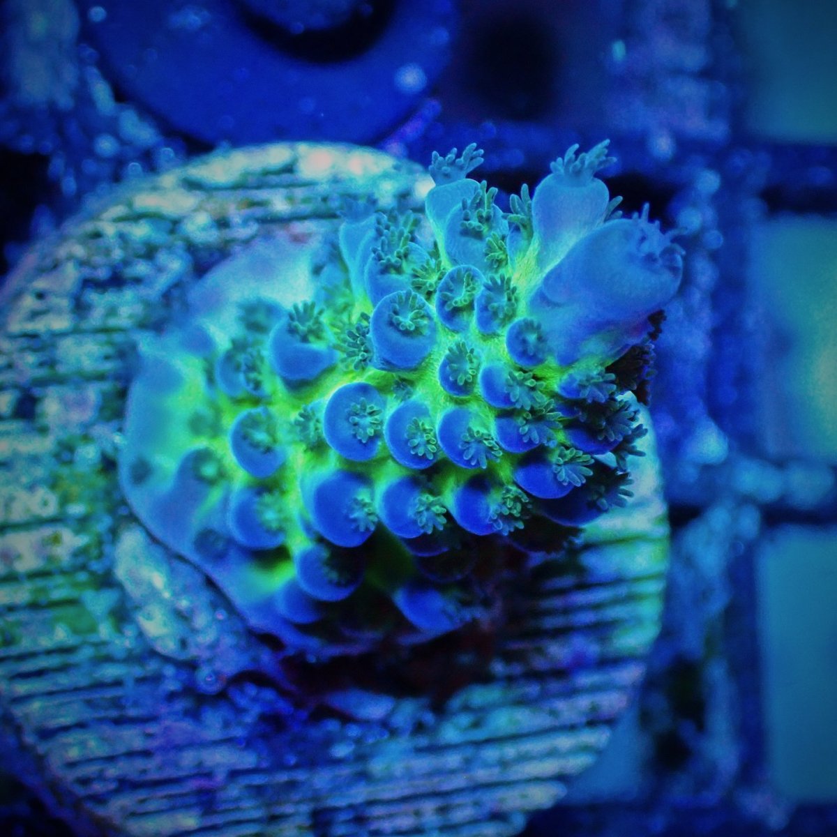 画像1: CE Acro Tortuosa No.2 (1)