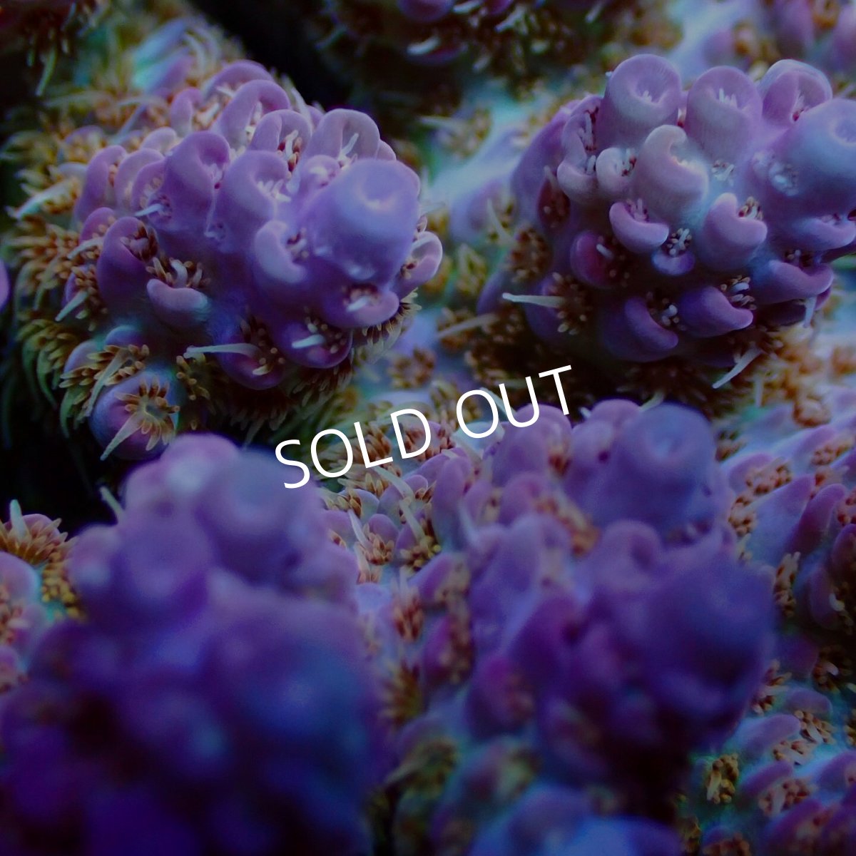 画像2: ■SALE■Coral Focus Acropora sp. No.125 (2)