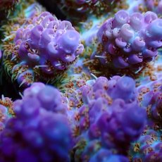 画像2: ■SALE■Coral Focus Acropora sp. No.125 (2)
