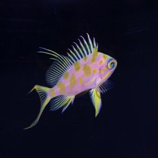 画像2: マダラハナダイ (2)