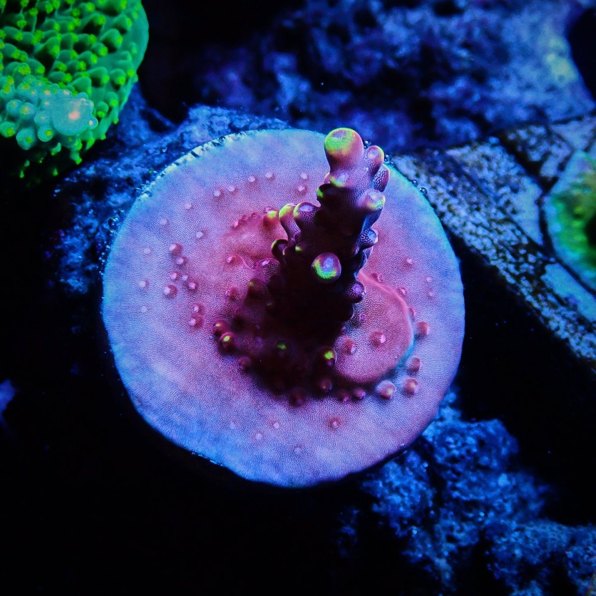 画像2: CE Acro Fox Flame (2)