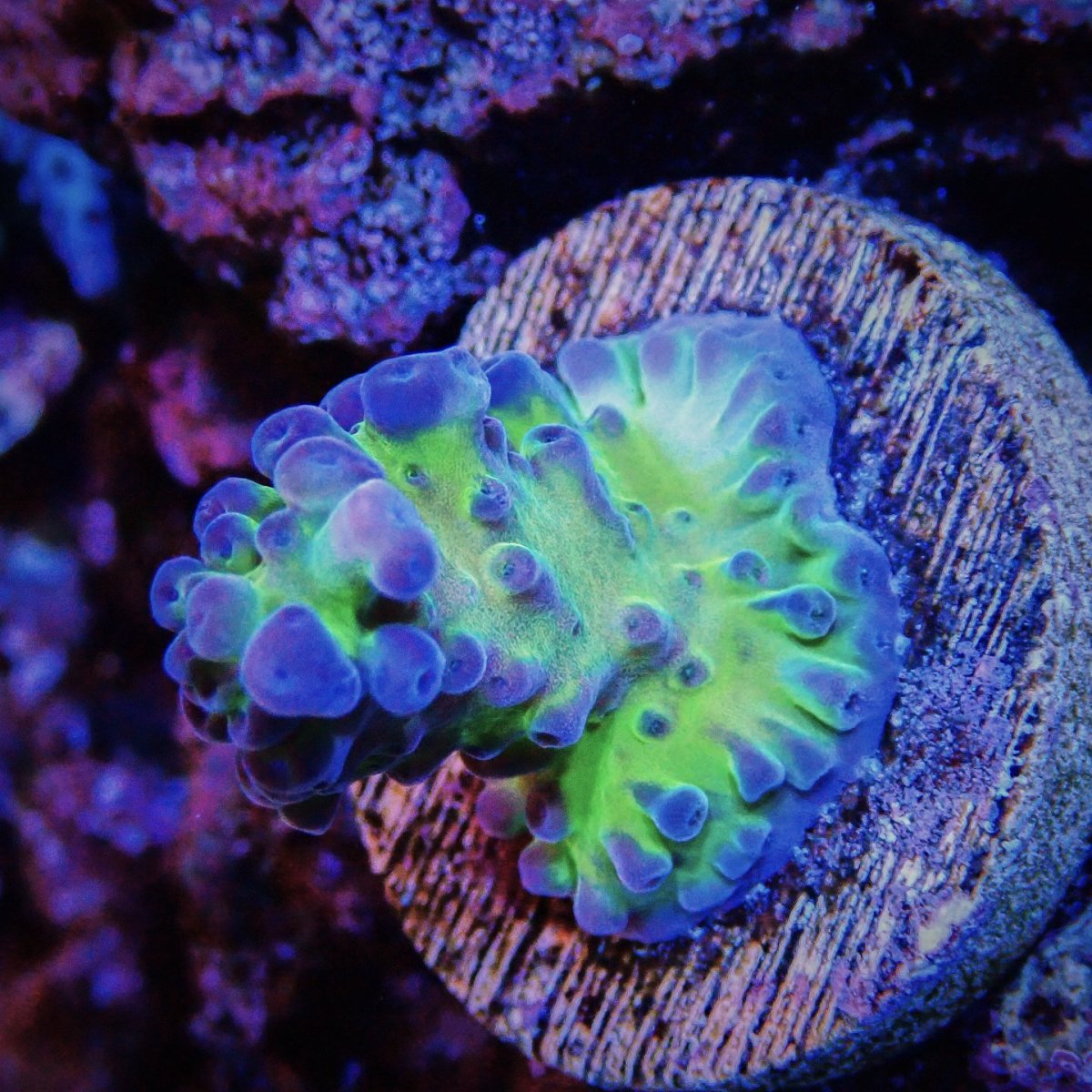 画像2: ■SALE■N's Acro Tortuosa No.2 (2)