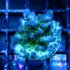 画像1: ■SALE■ CE Acro Tortusa Grape Vine (1)