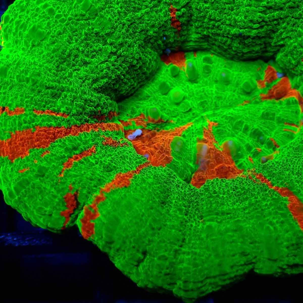 画像2: ■SALE■ Coral Focus Scolymia Bleeding Apple  No.7 (2)