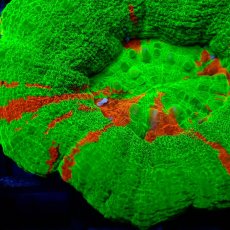 画像2: ■SALE■ Coral Focus Scolymia Bleeding Apple  No.7 (2)