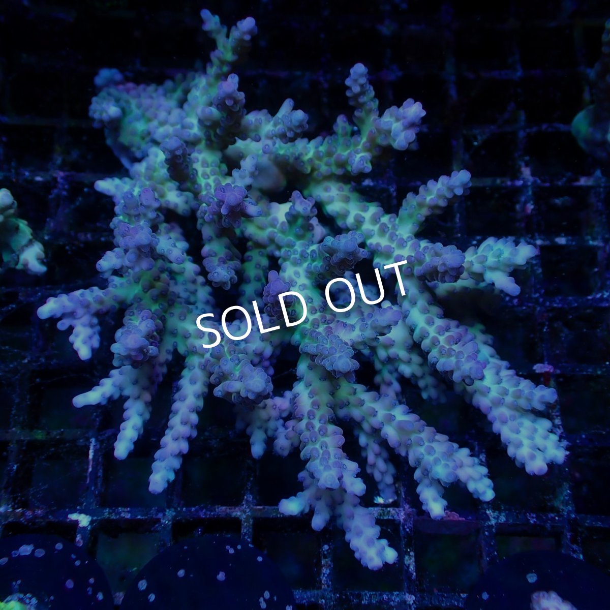 画像1: ■SALE■ Coral Focus Acropora sp. No.127 (1)