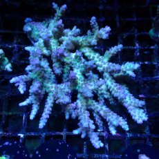 画像1: ■SALE■ Coral Focus Acropora sp. No.127 (1)