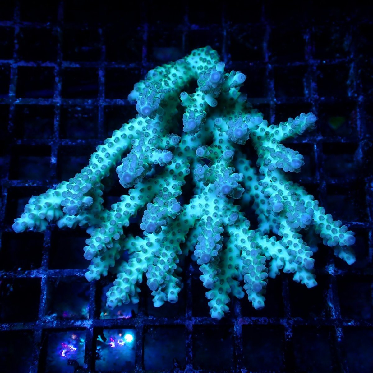 画像1: ■SALE■ Coral Focus Acropora sp. No.128 (1)