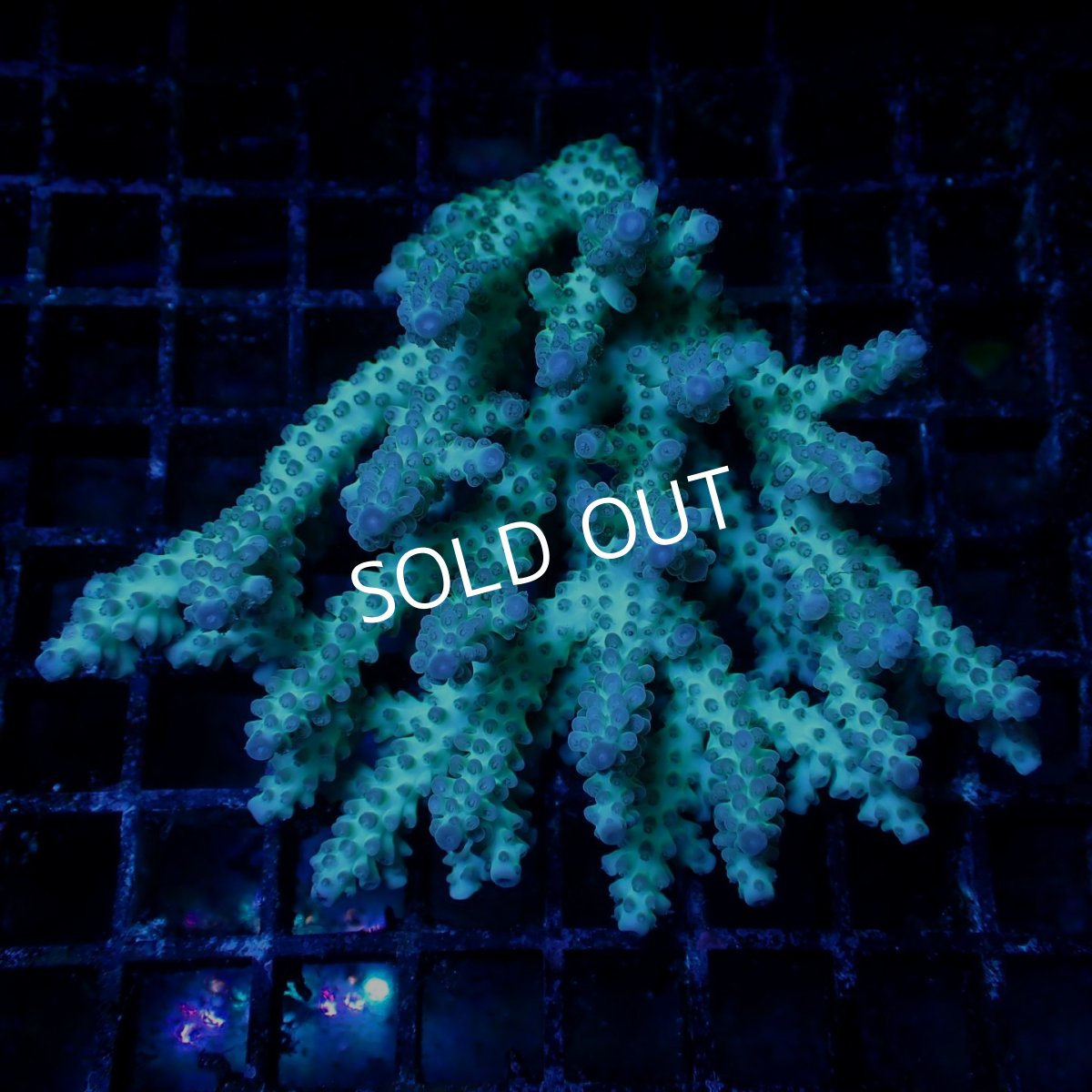 画像1: Coral Focus Acropora sp. No.128 (1)
