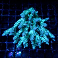画像1: ■SALE■ Coral Focus Acropora sp. No.128 (1)