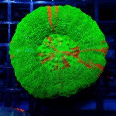 画像1: ■SALE■ Coral Focus Scolymia Bleeding Apple  No.9 (1)